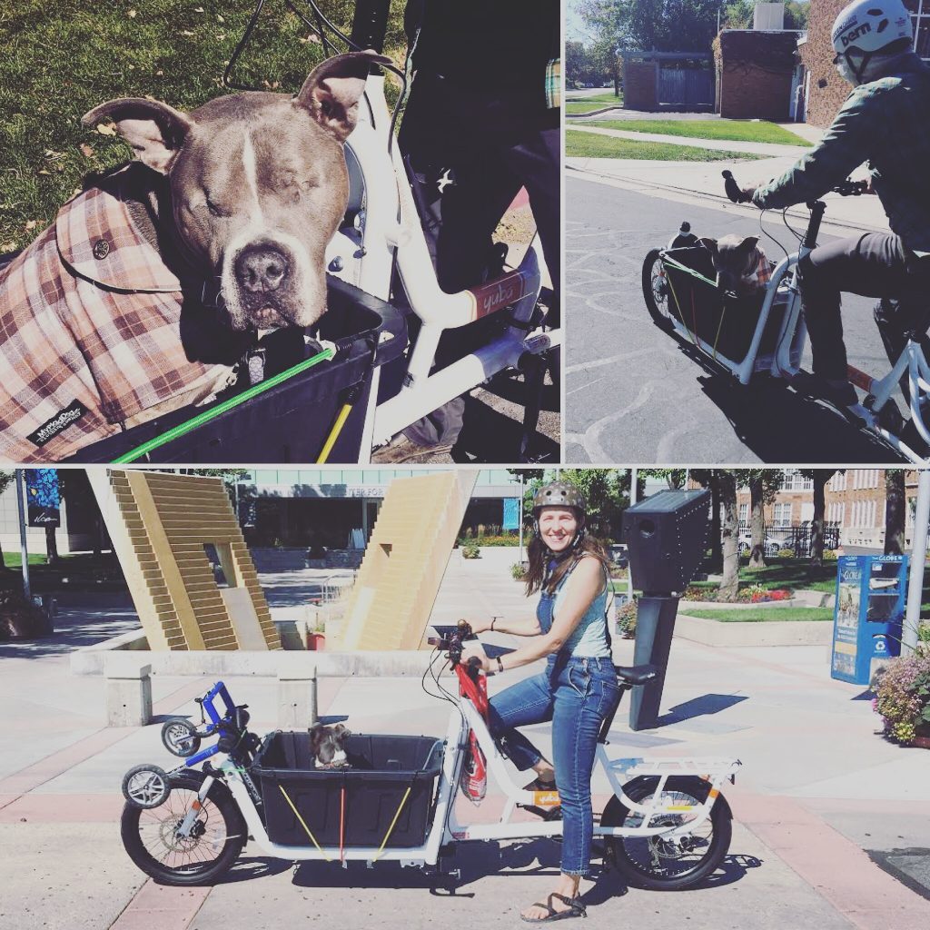 Carry dogs by cargo bike